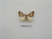 藏品(尺蛾128)的圖片